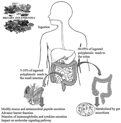Evolving Interplay Between Dietary Polyphenols and Gut Microbiota—An Emerging Importance in Healthcare